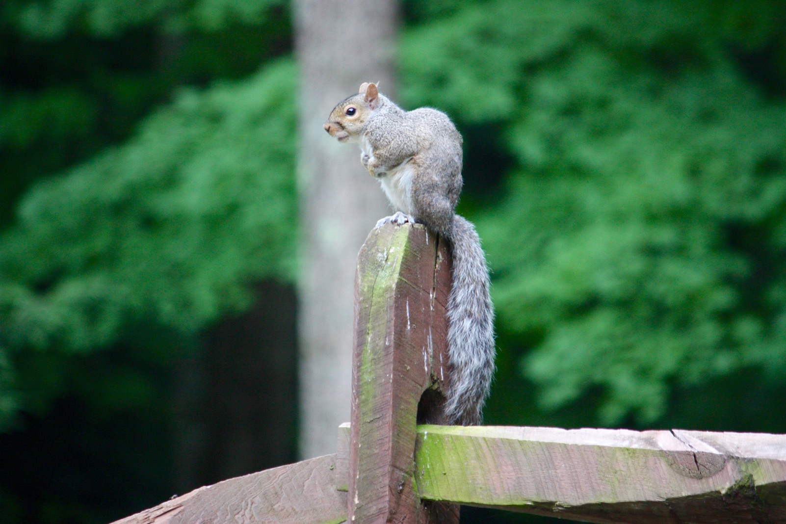 Photo I took of a squirrel sitting on a wooden fence post